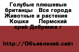 Голубые плюшевые британцы - Все города Животные и растения » Кошки   . Пермский край,Добрянка г.